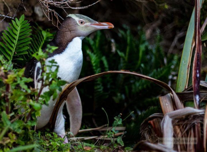 Mike & Jenny'S Kaka Point Accommodation Exteriér fotografie